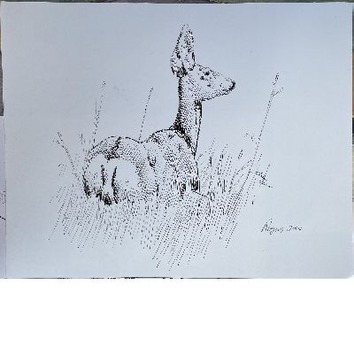 Pen and Ink Reclining Deer