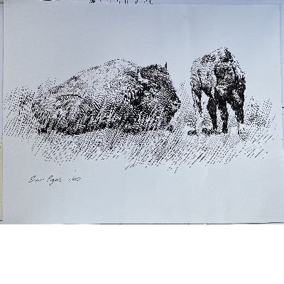 Pen and Ink drawing of buffalo and calf