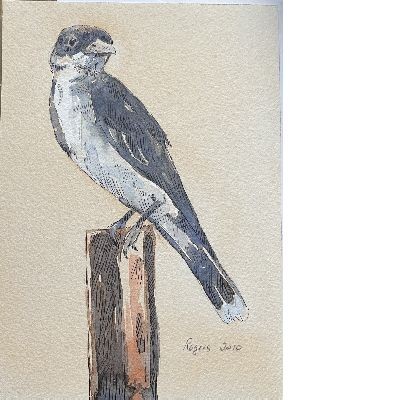 Watercolor and ink Eastern Kingbird